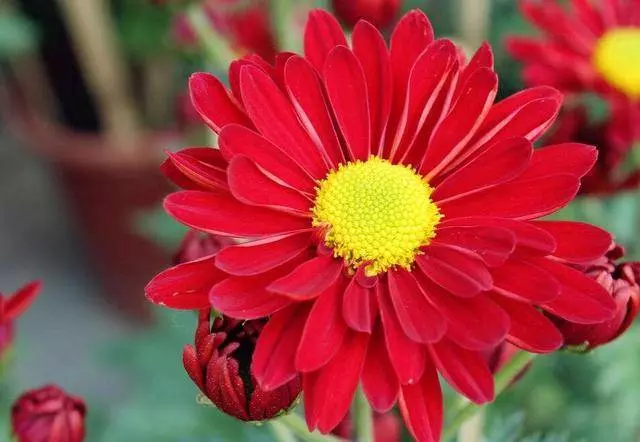8月7號8號9號有望中千萬大獎，接住必一夜暴富的生肖